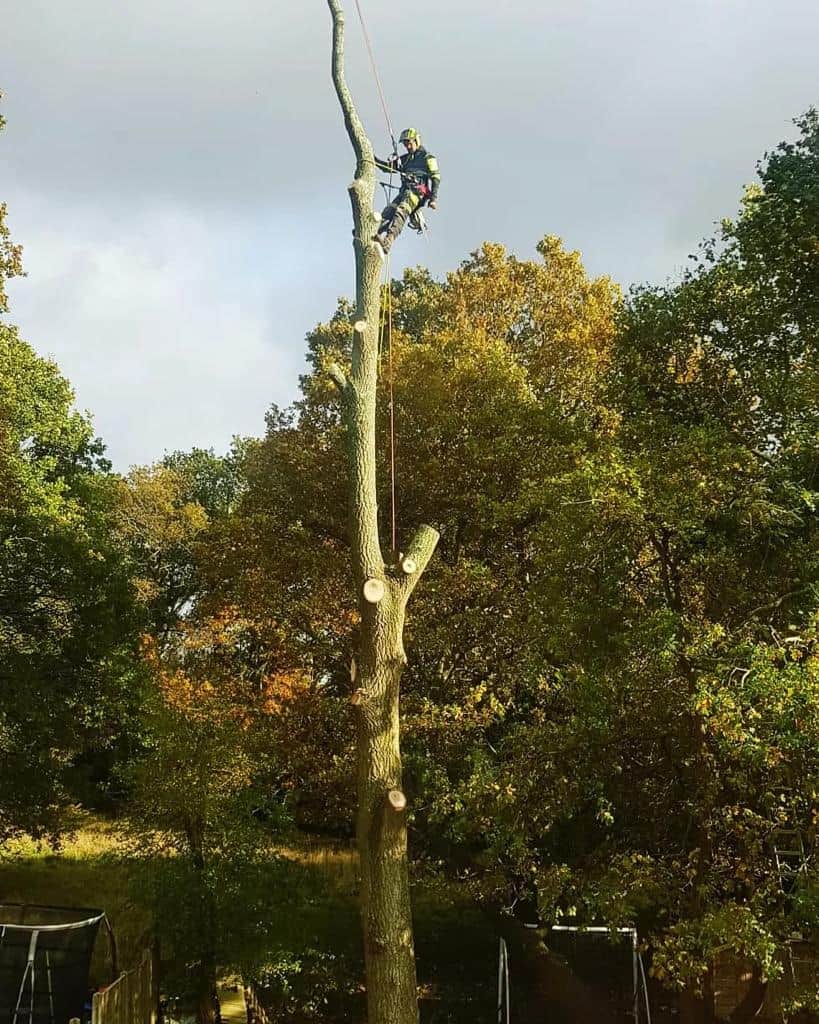 This is a photo of an operative from NS Tree Surgery Horley felling a tree. He is at the top of the tree with climbing gear attached about to remove the top section of the tree.